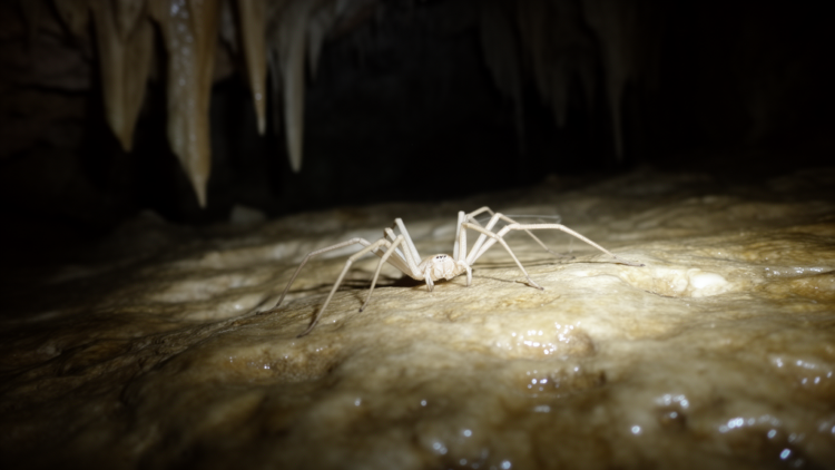 New Cave-Dwelling Arachnid from Spain Reveals Mosaic Pattern of Underground Adaptation