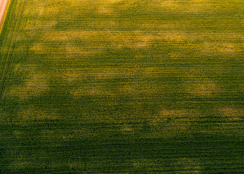 Satellite NDVI Spread Reveals Hidden Soil Differences Inside Single Farm Fields