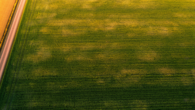Satellite NDVI Spread Reveals Hidden Soil Differences Inside Single Farm Fields