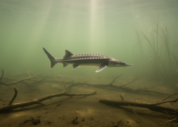 Hungary’s Living Fossil Fish Vanishes From Nearly Half Its Historic Wetland Homes