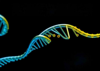 Genetic Algorithms Meet LoRA: New Study Tests Whether Smarter Search Really Beats Simple Tuning