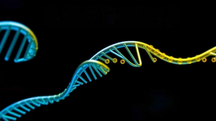 Genetic Algorithms Meet LoRA: New Study Tests Whether Smarter Search Really Beats Simple Tuning