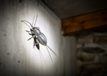 Silverfish survey reveals hidden invaders spreading through Swiss buildings