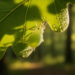 A Tiny Oak-Dwelling Aphid Officially Returns to South Korea’s Species List After Six Decades of Taxonomic Confusion