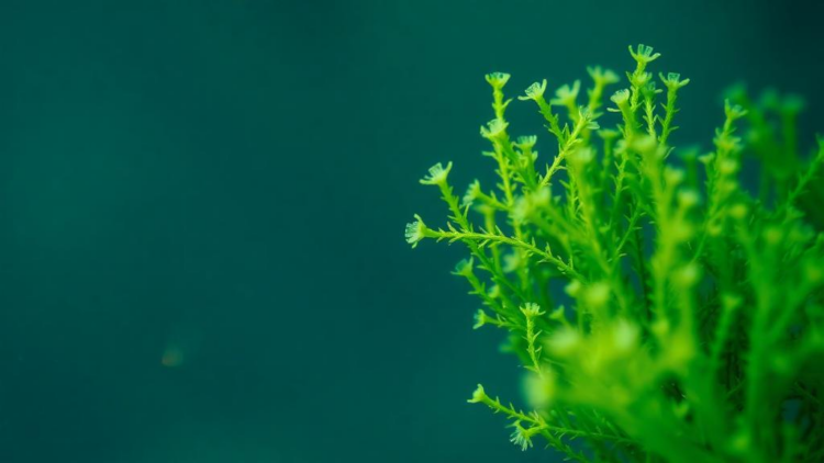 Microalgae emerge as the engine of a sustainable blue bioeconomy