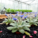 Rose Waste Biochar Helps Borage Fight Off Microplastic Stress, Greenhouse Study Shows