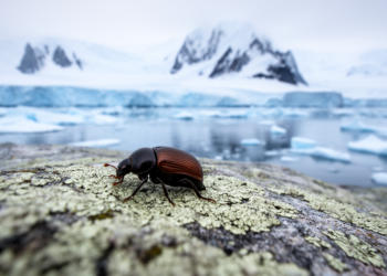 Invasive Beetles Are Marching Toward Antarctica, and Climate Is Pulling Them South