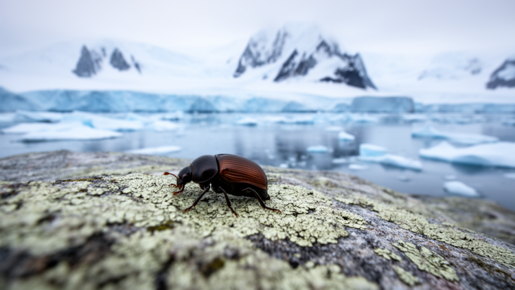 Invasive Beetles Are Marching Toward Antarctica, and Climate Is Pulling Them South