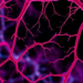 Hidden Vascular Flaw in PCOS Emerges Only When Blood Sugar Rises