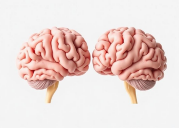 Bilingual Brains Share Word Forms: Five-Day Study Reveals How Cognates Transfer Across Languages