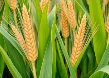 Foliar Sprays Trap Toxic Metals in Maize Leaves, Slashing Grain Cadmium and Lead