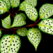 Pinpoint Black Dots and White-Patterned Leaves Reveal a Striking New Gourd Vine from Guangxi