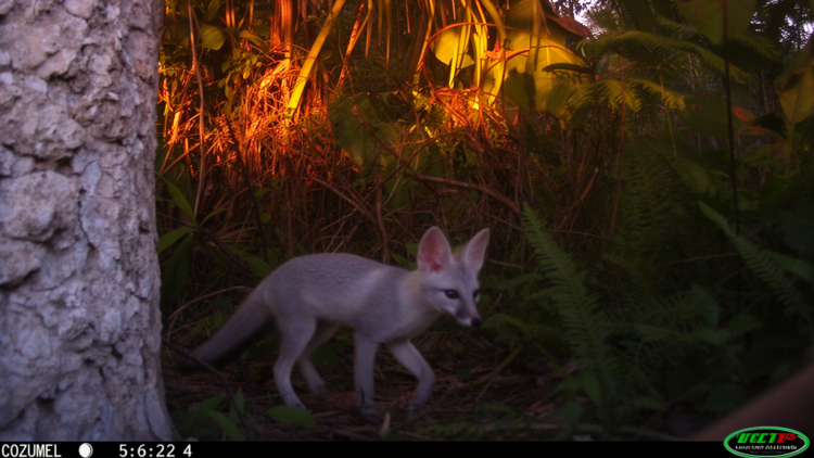 Camera Captures Ghost Fox of Cozumel After 22 Years of Silence