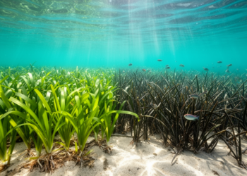 Invasive Seagrass Thrives With Microbial Help From Native Rivals in the Mediterranean