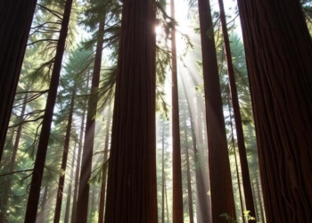 Heat Stress Forces Coast Redwoods to Slow Photosynthesis, Study Finds