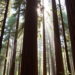 Heat Stress Forces Coast Redwoods to Slow Photosynthesis, Study Finds