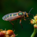 How Insect Vectors, Bacteria and Plants Collude to Devastate Global Crops