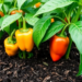 Biochar Boosts Pepper Yields Only in the Right Soil, at the Right Dose