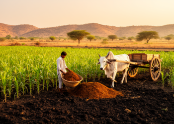 Decades of Manure Build Climate-Resilient Farms in Semiarid India