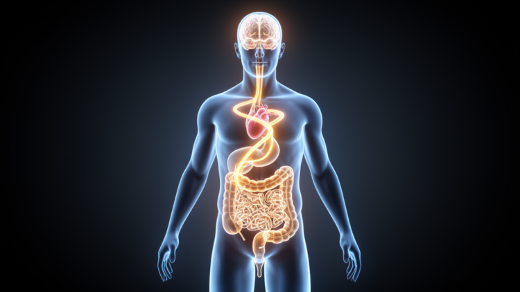 Bipolar Disorder Reimagined: A Body-Wide Feedback Loop May Drive the Mood Cycle