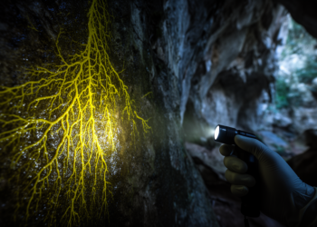 Slime Molds Found Thriving in Central Brazilian Cave for First Time