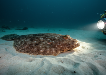 Deep-Sea Flatfish Turn Up Far North of Their Known Home in Japanese Waters