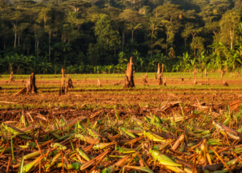 Generalist grasshoppers surge as land use intensifies in Cameroon biodiversity hotspot