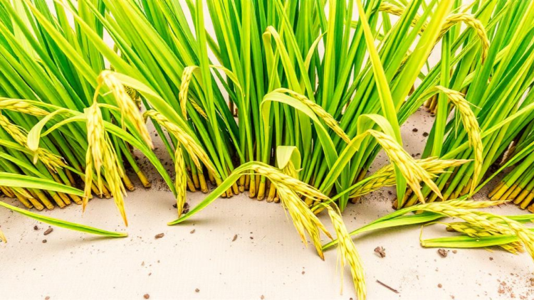Assam’s Traditional Ahu Rice Landraces Reveal Hidden Genetic Keys to Drought Tolerance