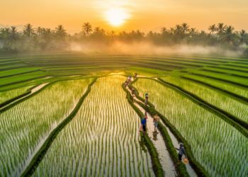 Rice Paddies Breathe In Carbon but Still Warm the Planet, Landmark Indonesian Study Finds