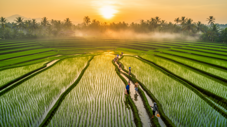 Rice Paddies Breathe In Carbon but Still Warm the Planet, Landmark Indonesian Study Finds