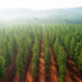 Strip Thinning Preserves Forest Carbon in Subtropical Cypress Plantations, Study Finds