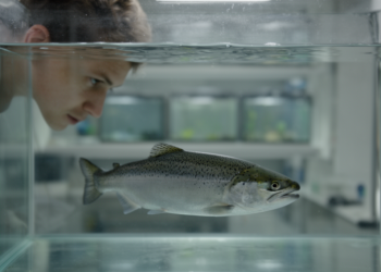 When Uncertainty Becomes Permission: The Flawed Evidentiary Standards Behind Aquatic Animal Welfare Inaction