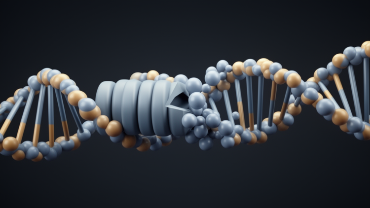 XPA confers ability of endonucleases to act processively and to incise damaged nucleosomal DNA