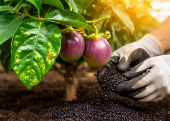 Trichoderma strains suppress bacterial blight in passion fruit by priming plant defenses
