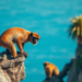 Endangered Island Monkey Clings to a Third of Its Tourism-Dominated Home
