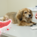 Heart Drugs, Not the Heart Disease Itself, May Drive Pancreatic Enzyme Spikes in Dogs With Mitral Valve Disease