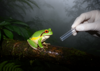 Hidden in Vietnam’s Mountains: New Treefrog Species Revealed by DNA and Distinctive Colors