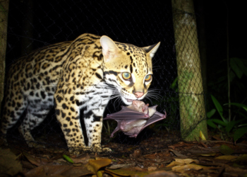 One-Eyed Ocelot Caught on Camera Preying on Fruit Bat in a Mist Net