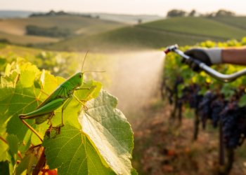 Spinosad and Cut-Price Deltamethrin Emerge as Top Weapons Against Vineyard-Invading Bush-Cricket
