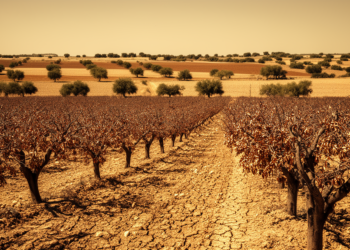 Drought and Fragmented Landscapes Amplify Xylella Damage in Spanish Almond Orchards