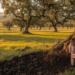 Tree species, not grazing, drive soil carbon in Mediterranean oak silvopastures