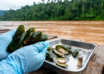 Green Mussels Reveal High-Hazard Microplastic Load in Malaysian Borneo River