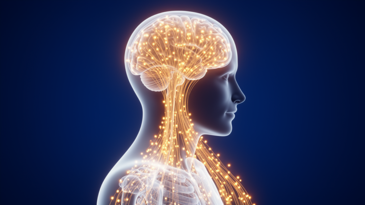 How the Brain Builds a Bodily Self: New Clues to Autism From Multisensory Science