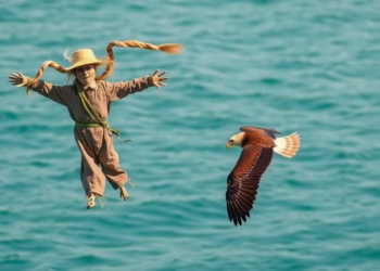 Floating scarecrow and bird-of-prey kite cut seabird deaths in fishing nets by two thirds