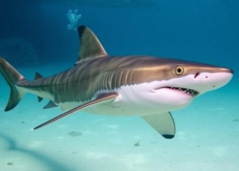 Blacktip Sharks Detect Sound From Nearly 250 Feet Away and Turn Away From the Source
