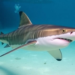 Blacktip Sharks Detect Sound From Nearly 250 Feet Away and Turn Away From the Source
