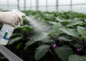 Trichoderma asperellum suspension curbs bacterial wilt in eggplants, study finds
