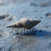 New Stilt-Walker Sea Snail Species Emerges from Eocene Clays of Western Siberia