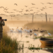 Danube Delta Bird List Climbs to 373 Species as Rare Visitors Keep Arriving