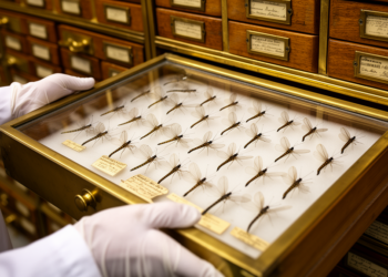 Inside Vienna’s Vault: 1,282 Snakefly Type Specimens Reveal a Century of Insect Discovery